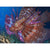 Stinging Lionfish Print - Print - Original Magic Art - Accessories for Magic the Gathering and other card games