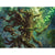 Tuinvale Treefolk Print - Print - Original Magic Art - Accessories for Magic the Gathering and other card games